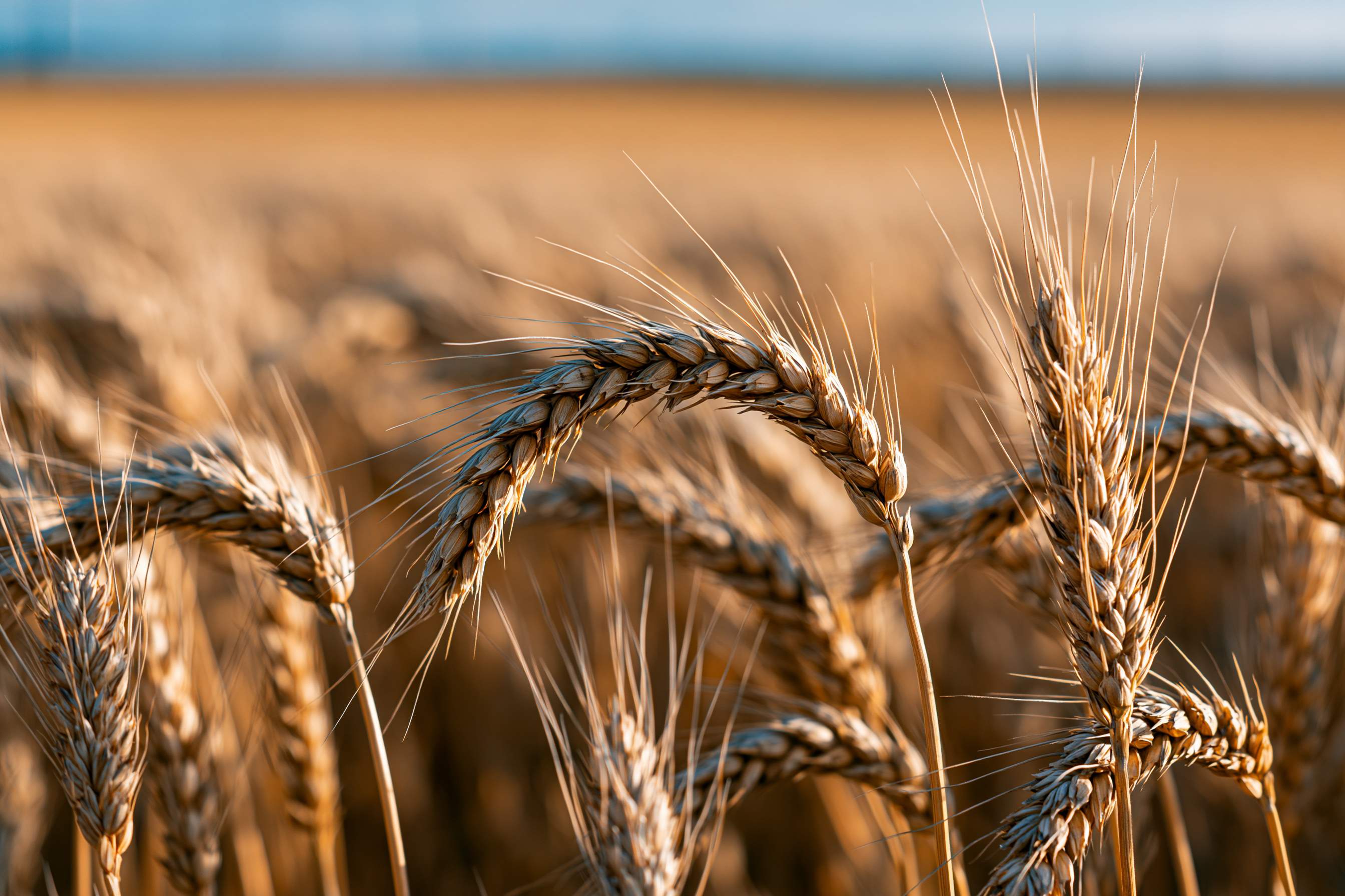Golden ears of ripe wheat in a field at harvest time, backlit by warm afternoon sun